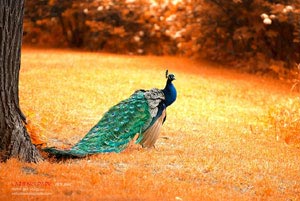 阿森纳主场击败对手，连胜不断